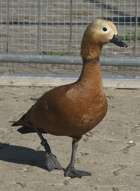 并关注比赛