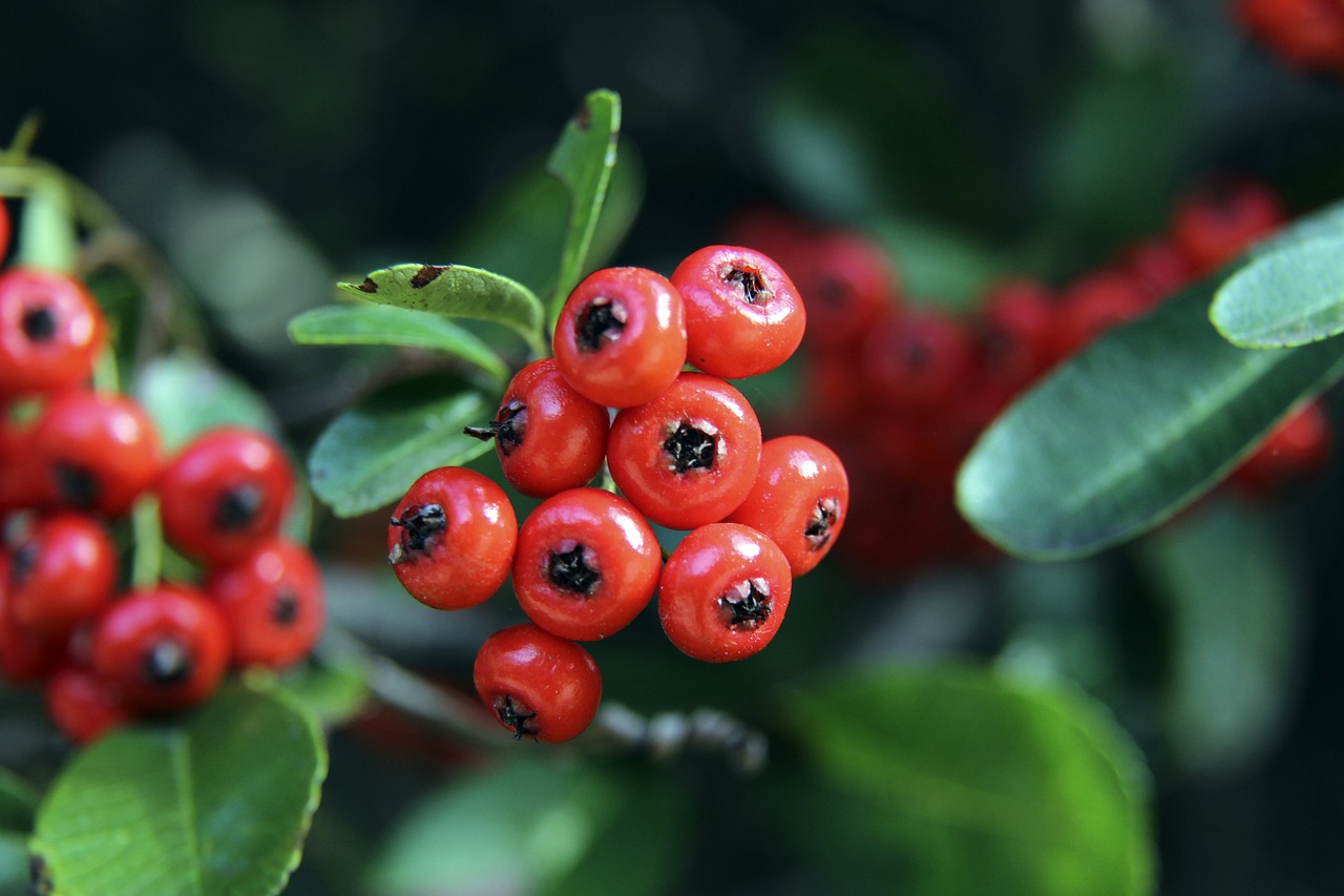 在拜仁现任 在拜仁现任